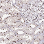 Immunohistochemical staining of human kidney shows strong nuclear positivity in cells in tubules.