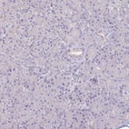 Immunohistochemical staining of human pancreas shows no cytoplasmic positivity in exocrine glandular cells as expected.