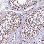 Immunohistochemical staining of human testis shows moderate nuclear positivity in cells in seminiferous ducts.