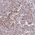 Immunohistochemical staining of human pancreas shows moderate nuclear and cytoplasmic positivity in exocrine glandular cells.