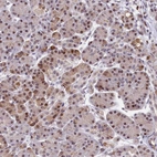Immunohistochemical staining of human pancreas shows moderate nuclear and cytoplasmic positivity in exocrine glandular cells.
