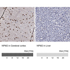 Anti-NPM2 Antibody