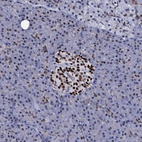Immunohistochemical staining of human pancreas shows strong nuclear positivity in islets of Langerhans.