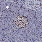 Anti-NPM2 Antibody