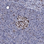 Immunohistochemical staining of human pancreas shows strong nuclear positivity in islets of Langerhans.