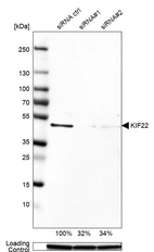 Western blot analysis in MCF-7 cells transfected with control siRNA, target specific siRNA probe #1 and #2, using Anti-KIF22 antibody. Remaining relative intensity is presented. Loading control: Anti-GAPDH.