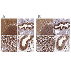 Anti-TRAP1 Antibody