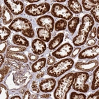 Immunohistochemical staining of human kidney shows strong to very strong granular cytoplasmic positivity in cells in tubules.