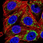 Immunofluorescent staining of human cell line MCF7 shows localization to mitochondria.