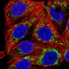 Immunofluorescent staining of human cell line MCF7 shows localization to mitochondria.