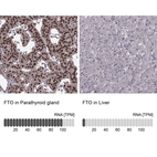 Anti-FTO Antibody