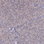 Immunohistochemical staining of human pancreas shows no positivity in exocrine glandular cells as expected.