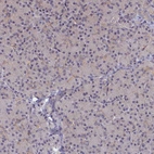 Immunohistochemical staining of human pancreas shows no positivity in exocrine glandular cells as expected.