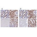 Immunohistochemical staining of human endometrium, kidney, skeletal muscle and upper gastrointestinal using Anti-OCIAD2 antibody HPA041090 (A) shows similar protein distribution across tissues to independent antibody HPA040979 (B).