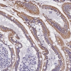 Immunohistochemical staining of human small intestine shows strong granular cytoplasmic positivity in glandular cells.