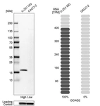Western blot analysis in human cell lines U-251MG and Caco-2 using Anti-OCIAD2 antibody. Corresponding OCIAD2 RNA-seq data are presented for the same cell lines. Loading control: Anti-GAPDH.