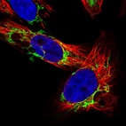 Immunofluorescent staining of human cell line U-251 MG shows localization to mitochondria.