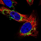 Immunofluorescent staining of human cell line U-251 MG shows localization to mitochondria.