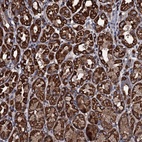Anti-WDR34 Antibody