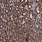 Anti-WDR34 Antibody