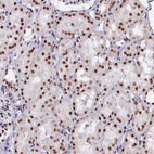 Immunohistochemical staining of human kidney shows strong nuclear positivity in cells in tubules.