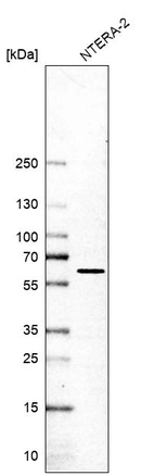 Western blot analysis in human cell line NTERA-2.