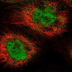 Immunofluorescent staining of human cell line A-431 shows localization to nucleoplasm & cytosol.