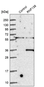 Anti-RNF138 Antibody