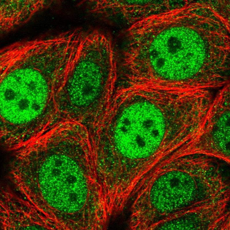 Anti-RGS3 Antibody