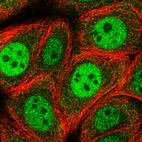 Anti-RGS3 Antibody