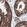 Anti-TRAPPC8 Antibody