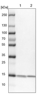 Lane 1: NIH-3T3 cell lysate (Mouse embryonic fibroblast cells)_br/_Lane 2: NBT-II cell lysate (Rat Wistar bladder tumour cells)