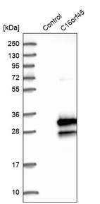 Anti-C16orf45 Antibody