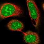 Immunofluorescent staining of human cell line U-2 OS shows localization to nucleus & nucleoli.
