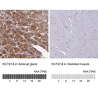 Anti-KCTD14 Antibody
