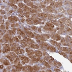 Immunohistochemical staining of human adrenal gland shows high expression.
