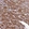 Anti-KCTD14 Antibody