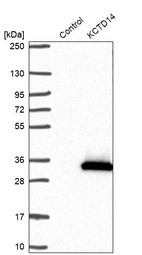 Western blot analysis in control (vector only transfected HEK293T lysate) and KCTD14 over-expression lysate (Co-expressed with a C-terminal myc-DDK tag (~3.1 kDa) in mammalian HEK293T cells, LY411435).