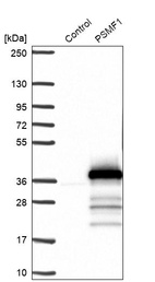 Anti-PSMF1 Antibody