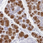 Immunohistochemical staining of human salivary gland shows strong cytoplasmic positivity in glandular cells.