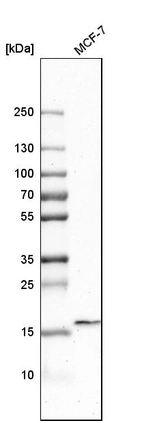 Western blot analysis in human cell line MCF-7.