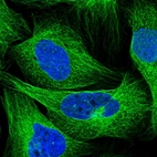 Immunofluorescent staining of human cell line U-2 OS shows localization to microtubules.