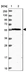 Anti-OSBPL2 Antibody