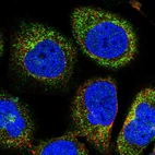 Immunofluorescent staining of human cell line U-2 OS shows localization to cytosol.