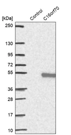 Western blot analysis in control (vector only transfected HEK293T lysate) and C16orf70 over-expression lysate (Co-expressed with a C-terminal myc-DDK tag (~3.1 kDa) in mammalian HEK293T cells, LY403058).