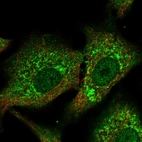 Immunofluorescent staining of human cell line A549 shows localization to nucleoplasm, cytosol & mitochondria.