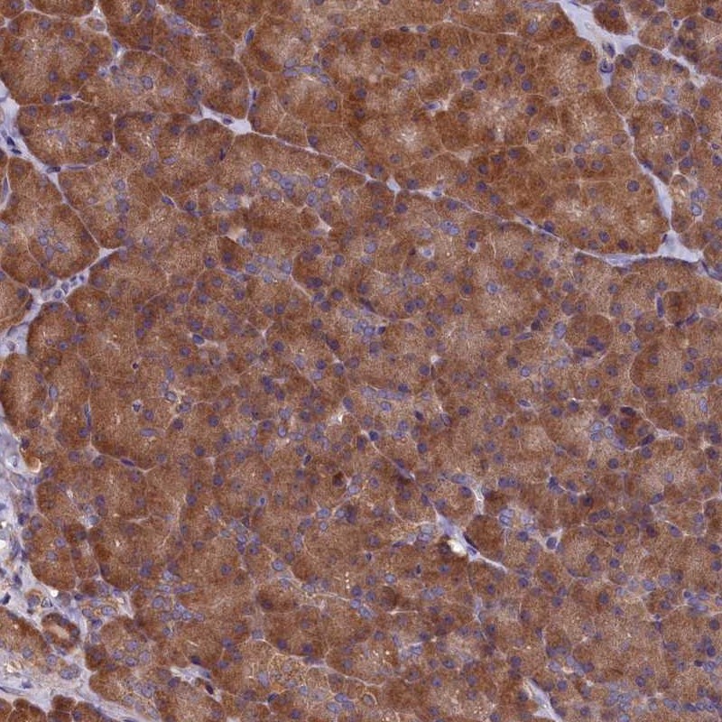 Anti-SLC12A4 Antibody