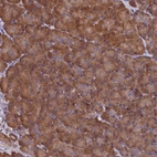 Anti-SLC12A4 Antibody
