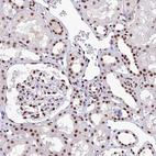 Anti-MOSPD3 Antibody