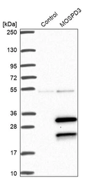 Western blot analysis in control (vector only transfected HEK293T lysate) and MOSPD3 over-expression lysate (Co-expressed with a C-terminal myc-DDK tag (~3.1 kDa) in mammalian HEK293T cells, LY421670).